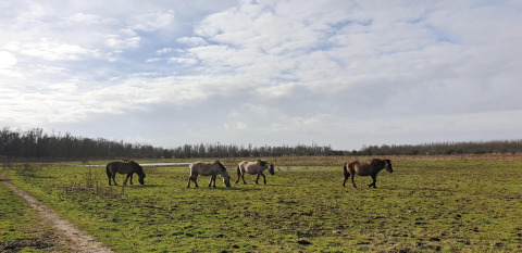 Eine Gruppe wilder Pferde grast auf einer Wiese unter bewölktem Himmel bei Marina Parcs Lelystad, Niederlande.