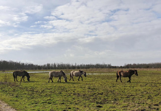 Flok vilde heste græsser på en grøn mark under en skyet himmel nær Marina Parcs Lelystad, Holland.