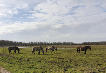 Eine Gruppe wilder Pferde grast auf einer Wiese unter bewölktem Himmel bei Marina Parcs Lelystad, Niederlande.