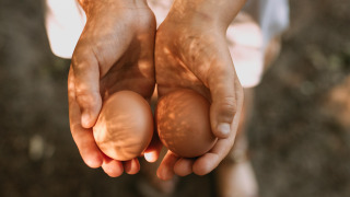 Dos manos sostienen dos huevos marrones bajo la luz del sol en Feather Down Het Boshuis, Gelderland.