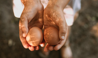 Dos manos sostienen dos huevos marrones bajo la luz del sol en Feather Down Het Boshuis, Gelderland.