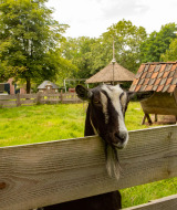 Cabra mirando sobre la cerca de madera en Feather Down Het Boshuis, Gelderland, Países Bajos.