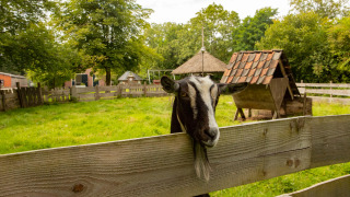 Cabra mirando sobre la cerca de madera en Feather Down Het Boshuis, Gelderland, Países Bajos.
