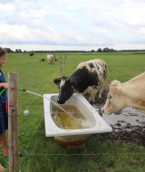 Una niña llena una bañera de agua para vacas en un campo verde de Feather Down De Brabantse Hei en Holanda.