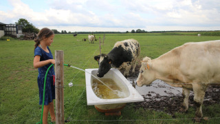 Una niña llena una bañera de agua para vacas en un campo verde de Feather Down De Brabantse Hei en Holanda.