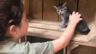 Un niño acaricia a un pequeño gatito gris en un estante de madera en Feather Down De Brabantse Hei, Países Bajos.