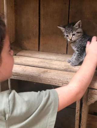 Un niño acaricia a un pequeño gatito gris en un estante de madera en Feather Down De Brabantse Hei, Países Bajos.