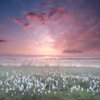 Amanecer brumoso sobre un campo con flores blancas cerca de Hooge Mierde/Reusel - De Mierden, Brabante Septentrional, Países Bajos.