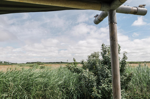 Vista del paisaje verde desde la terraza de una tienda safari en Duynpark Het Zwanenwater, Países Bajos.