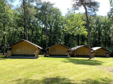 Four safari tents at Holiday Park Bonte Vlucht in the Netherlands, set on grass with a wooded forest backdrop.
