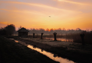 Tiny house by the water at sunset, surrounded by pollarded trees and birds flying in the orange sky.