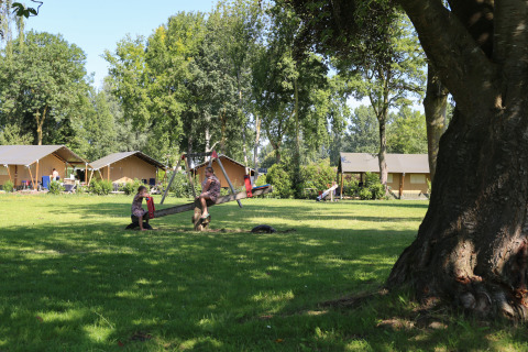 Children play on a seesaw near safari tents at De Scherpenhof campsite in the Netherlands, surrounded by trees.