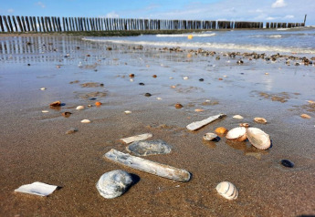 Strandbillede fra glamping, med muslingeskaller i forgrunden og bølger samt hegn i baggrunden.