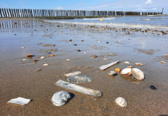 Strandaufnahme bei Glamping, Muscheln im Vordergrund, Wellen und Holzpfähle im Hintergrund.
