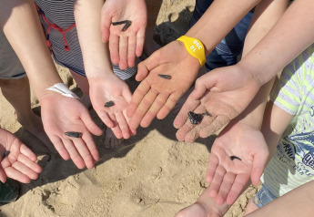 Bambini mostrano denti di squalo neri nelle mani aperte sulla sabbia a Camping Zonneweelde nei Paesi Bassi.