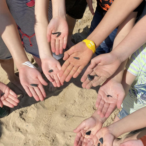 Niños enseñan dientes de tiburón negros en sus manos abiertas en la playa de Camping Zonneweelde, Países Bajos.