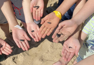 Niños enseñan dientes de tiburón negros en sus manos abiertas en la playa de Camping Zonneweelde, Países Bajos.