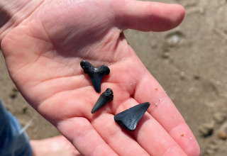 Una mano sostiene tres dientes de tiburón negros encontrados en la playa de Beach Loft + Wellness, Camping Zonneweelde.