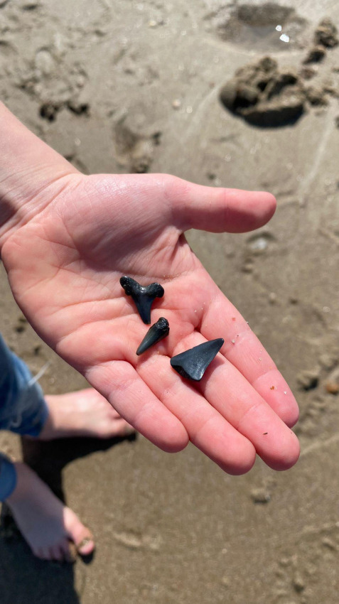 Una mano tiene tre denti di squalo neri trovati sulla spiaggia di Beach Loft + Wellness, Camping Zonneweelde.