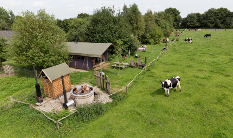 Parque vacacional en Drenthe con personas en un jacuzzi, vacas pastando y naturaleza en Feather Down De Lange Weide.