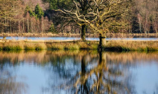 Un árbol sin hojas se refleja en un lago tranquilo cerca de Dwingeloo, Drenthe, Países Bajos, rodeado de naturaleza.