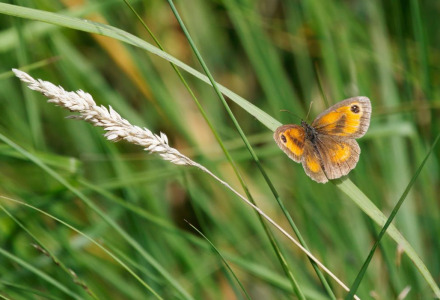 Una mariposa descansa sobre una brizna de hierba en los alrededores verdes de Dwingeloo, Drenthe, Países Bajos.