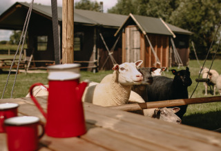 Schapen in de wei bij houten hutten, met rode emaille bekers en kan op de houten tafel op de voorgrond.