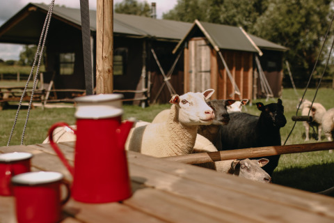Schapen in de wei bij houten hutten, met rode emaille bekers en kan op de houten tafel op de voorgrond.