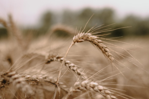 Dichtbij van rijpe tarwearen op een veld bij Feather Down Landgoed ter Wijnendale, West-Vlaanderen, België.