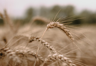 Dichtbij van rijpe tarwearen op een veld bij Feather Down Landgoed ter Wijnendale, West-Vlaanderen, België.