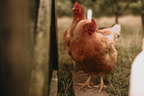 Gallinas marrones pasean junto a una valla en Feather Down Landgoed ter Wijnendale, Flandes Occidental, Bélgica.