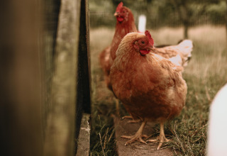 Zwei braune Hühner laufen am Zaun entlang bei Feather Down Landgoed ter Wijnendale in Westflandern, Belgien.