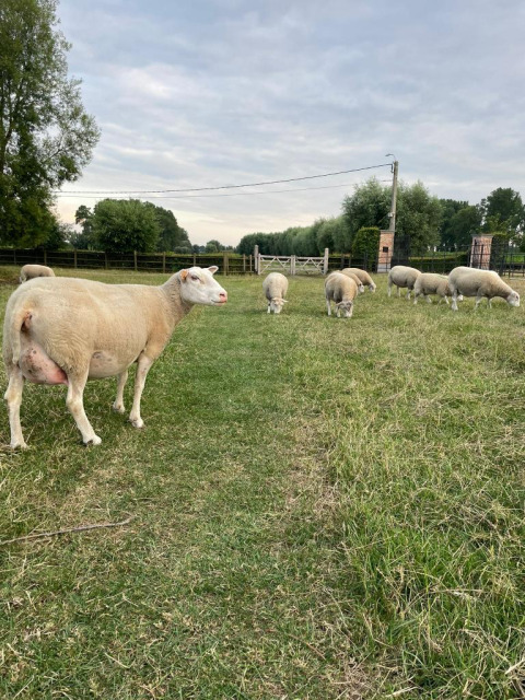 Schapen grazen rustig op een veld bij Feather Down Landgoed ter Wijnendale in West-Vlaanderen, België.