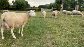 Des moutons paissent paisiblement à Feather Down Landgoed ter Wijnendale, Flandre occidentale, Belgique.