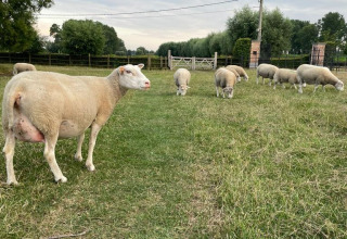 Ovejas pastan tranquilamente en Feather Down Landgoed ter Wijnendale, West Flandes, Bélgica.