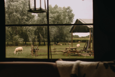 Blik door het raam op een grasveld met schapen, bomen en picknickbanken in een rustige vakantiepark.
