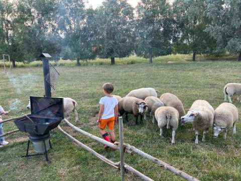 Un niño de pie junto a una cerca con ovejas en un campo verde y una barbacoa en Feather Down Landgoed ter Wijnendale.