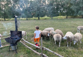 Un niño de pie junto a una cerca con ovejas en un campo verde y una barbacoa en Feather Down Landgoed ter Wijnendale.