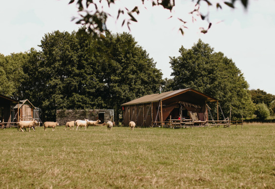 Weide met schapen, safaritenten en omringende bomen bij Feather Down Landgoed ter Wijnendale, West-Vlaanderen.
