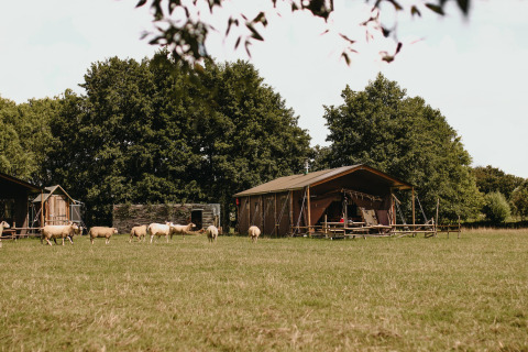 Weide mit Schafen und rustikalen Zelten unter Bäumen im Feather Down Landgoed ter Wijnendale, Belgien.