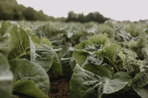 Campo de verduras de hoja verde en Feather Down Landgoed ter Wijnendale, Flandes Occidental, Bélgica.