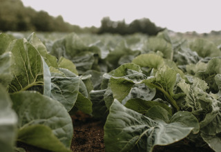 Campo de verduras de hoja verde en Feather Down Landgoed ter Wijnendale, Flandes Occidental, Bélgica.
