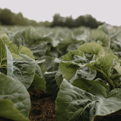 Champ de légumes-feuilles verts à Feather Down Landgoed ter Wijnendale, Flandre-Occidentale, Belgique.