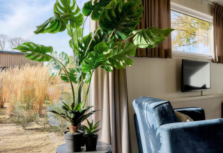 Coin douillet dans une tiny house avec grandes plantes vertes, fauteuil bleu et rideaux beiges aux fenêtres.
