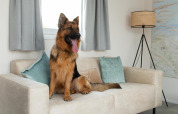 Schæferhund sidder på en beige sofa med puder i stuen på Wood Lodge, hvor hunde er tilladt.