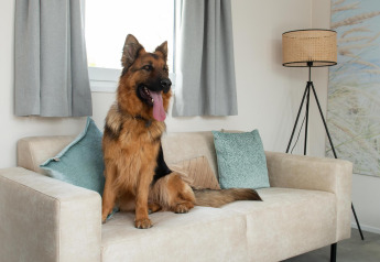 Schæferhund sidder på en beige sofa med puder i stuen på Wood Lodge, hvor hunde er tilladt.
