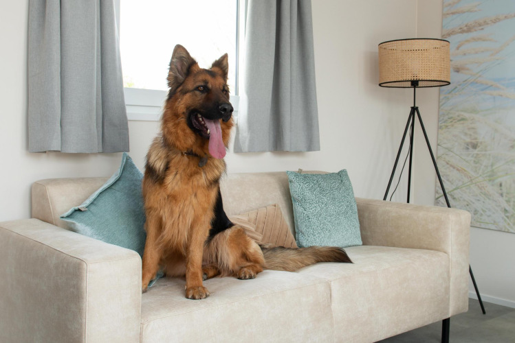 Deutscher Schäferhund sitzt auf beiger Couch mit Kissen in der Wood Lodge, Hunde willkommen.