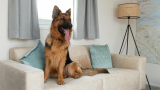 Deutscher Schäferhund sitzt auf beiger Couch mit Kissen in der Wood Lodge, Hunde willkommen.