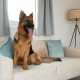 German Shepherd sitting on a beige sofa with pillows in the living room at Wood Lodge, dogs allowed.