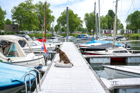 Hund slapper af på bådebro ved Villa Maritiem lodges, omgivet af fortøjede sejlbåde og frodige træer.